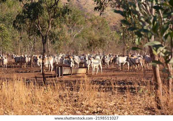 Herd of white cattle in the australian bush in\
the Northern Territory,\
Australia