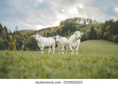 A herd of white cows grazing in an autumn landscape - Powered by Shutterstock