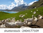 Herd of white goats grazing on green hills pyrenees french mountains near lake blue