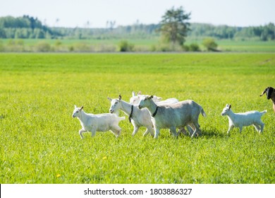 herd of white goats in green grassy meadow in summer - Powered by Shutterstock