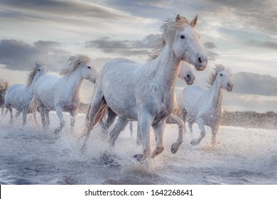 Herd of white horses running through the water. Image taken in Camargue, France.
