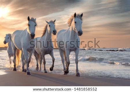 Herd of white horses running through the water. Image taken in Camargue, France.