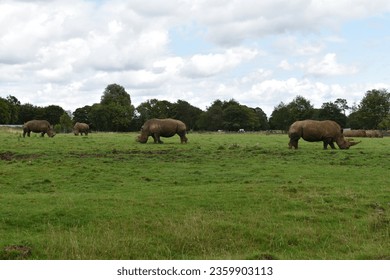 Herd of white rhinos grazing. The white rhinoceros, white rhino or square-lipped rhinoceros ( latin Ceratotherium simum) is the largest extant species of rhinoceros - Shutterstock ID 2359903113