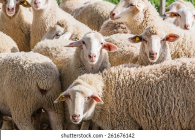 herd of white sheep in the countryside