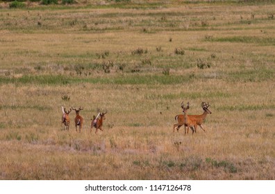 Herd Whitetail Deer Bucks Velvet Stock Photo (Edit Now) 1147126487