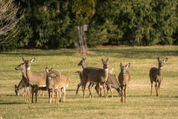 Herd Of White-tailed Deer (Odocoileus Virginianus) Grazing In Field.