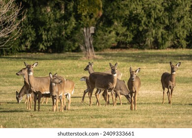 Herd of White-tailed Deer (Odocoileus virginianus) grazing in field. - Powered by Shutterstock