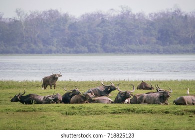 426 Water buffalo front view Images, Stock Photos & Vectors | Shutterstock