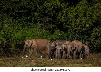 Herd Of Wild Asian Elephants In Tropical Forest.