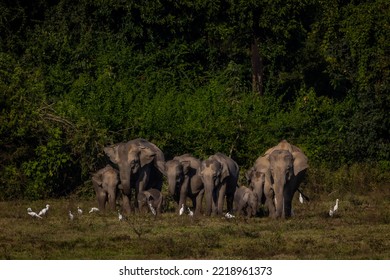 Herd Of Wild Asian Elephants In Tropical Forest.