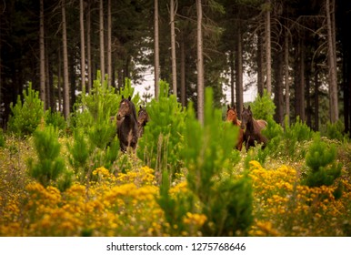 Herd Of Wild Australian Brumby Horses Near Pine Forest