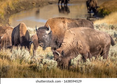 Herd of wild bisons, Yellowstone National Park