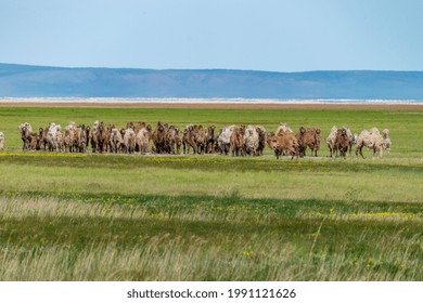 A herd of wild camels on the territory of the Daursky Reserve, Russia, Zabaykalsky Krai.