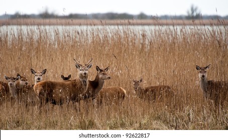 Herd Of Wild Deer Walking Along A Lake