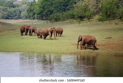 Herd of wild elephants grassing at Thekkady Wild Life Sanctuary, Idukki, Kerala, India 