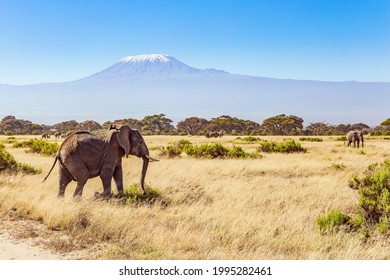 Herd Of Wild Elephants Grazes At The Foot Of Famous Mount Kilimanjaro. Africa. Fabulous Journey To The African Savannah