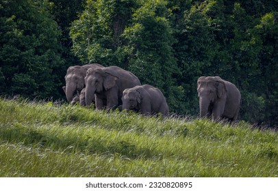 Herd of Wild Elephants, at Khao Yai National Park, come out to graze and eat salt lick at the Thung Kwang (Deer grass field). - Powered by Shutterstock