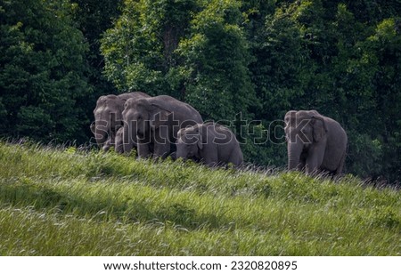 Herd of Wild Elephants, at Khao Yai National Park, come out to graze and eat salt lick at the Thung Kwang (Deer grass field).