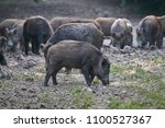 Herd of wild hogs rooting in the forest for food