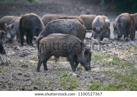 Herd of wild hogs rooting in the forest for food