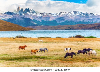 Herd of wild horses graze on the yellow grass. Lagoon Azul is mountain lake near three rocks - torres. The mountain range is covered with eternal snow. The Torres del Paine park in Chile