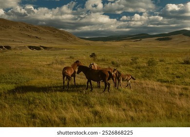 A herd of wild horses graze on a sunny day, in an open area, Olkhon Island, Lake Baikal. Screensaver, wallpaper, background, postcard. - Powered by Shutterstock