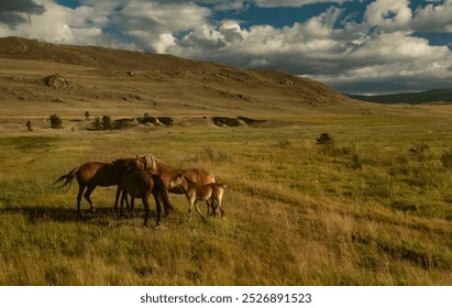 A herd of wild horses graze on a sunny day, in an open area, Olkhon Island, Lake Baikal. Screensaver, wallpaper, background, postcard.High quality photo - Powered by Shutterstock