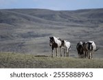 A herd of Wild horses grazing on grass fields in McCullough Peaks Area in Cody, Wyoming