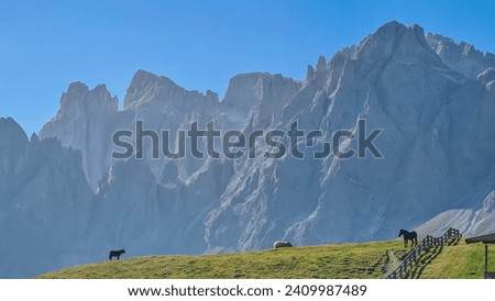 Herd of wild horses grazing on alpine meadow with scenic view of Sextner Rotwand, Sexten Dolomites, South Tyrol. Idyllic landscape on Klammbachalm (Malga Klammbach) in Italian Alps. Serene atmosphere