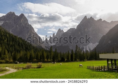 Herd of wild horses grazing on alpine meadow with scenic view of majestic mountain peaks Sexten Dolomites, South Tyrol, Italy, Europe. Hiking in panoramic valley Fischleintal near Moos, Italian Alps