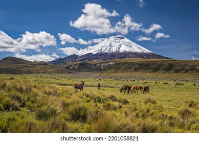 Herd of wild horses grazing and roaming freely at about 3,800 meters asl on the high plain of Cotopaxi national park  with the Cotopaxi volcano as a backdrop.  - Powered by Shutterstock