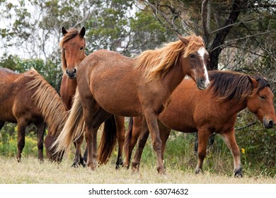 A herd of wild horses on Assateague Island in Maryland.