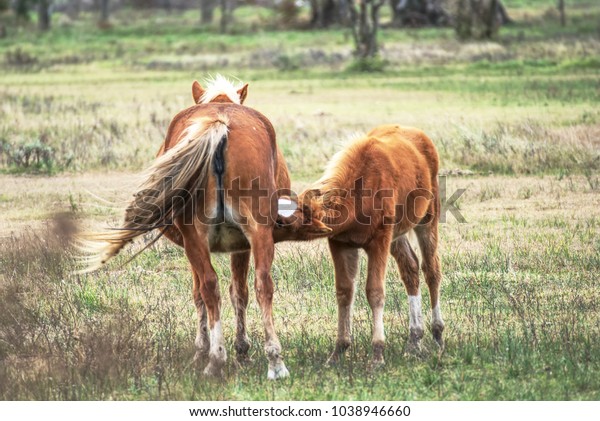 Herd Wild Horses On Field Winter Stock Photo Edit Now 1038946660