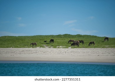 herd of wild horses on sable island ocean front beach with herd of horses Sable Island ponies grazing in green grass on beach of Nova Scotia park sable island horizontal format room for type blue sky  - Powered by Shutterstock