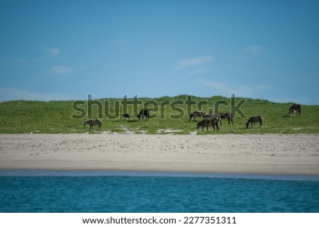 herd of wild horses on sable island ocean front beach with herd of horses Sable Island ponies grazing in green grass on beach of Nova Scotia park sable island horizontal format room for type blue sky 