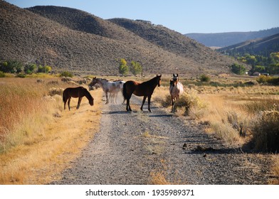 A Herd Of Wild Horses Roam Along A Hiking Path In A Desert Landscape Of The American West In Washoe Valley Northern Nevada Between Carson City And Reno.