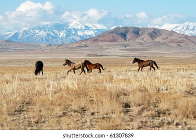 Herd of wild horses running