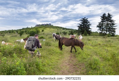 A Herd Of Wild Ponies Along The Appalachian Trail In Grayson Highlands State Park Being Photographed By Hiker In Virginia.