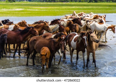 A herd of the wild ponies of Chincoteague Island at the water's edge.