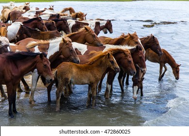 A herd of the wild ponies of Chincoteague Island at the water's edge.