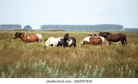 A herd of wild ponies of the Gower Peninsula, Wales, UK
