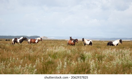 A herd of wild ponies of the Gower Peninsula, Wales, UK