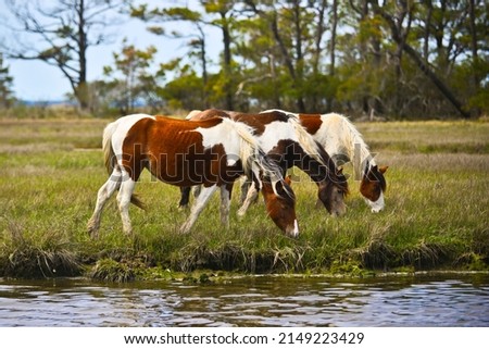 Herd of wild ponies on Chincoteague and Assateague Island