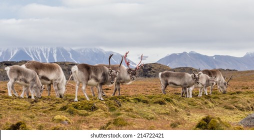 Herd Of Wild Reindeer In Arctic Tundra