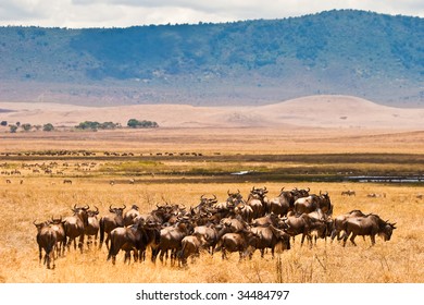 A Herd Of Wildebeest Antelopes On The Serengeti Tanzania