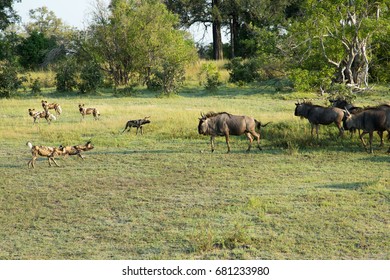 A Herd Of Wildebeest Defend Themselves From A Hunting Pack Of Painted Dogs, Also Known As Wild Dogs