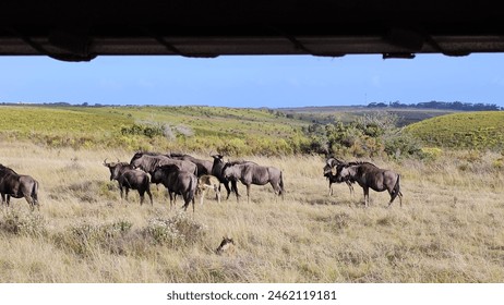 A Herd of Wildebeest in a Grassy Field - Powered by Shutterstock