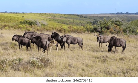 Herd of Wildebeest Grazing in Grassland - Powered by Shutterstock