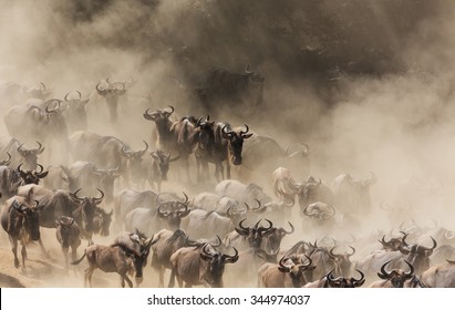 A Herd Of Wildebeest Running In The Dust