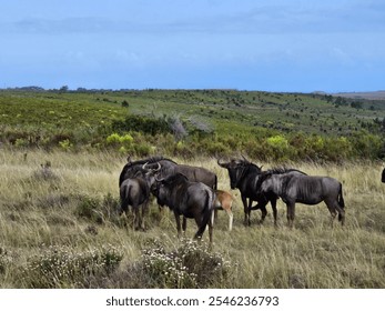 A herd of wildebeests grazing in the grasslands of Africa during a sunny day in the early afternoon - Powered by Shutterstock